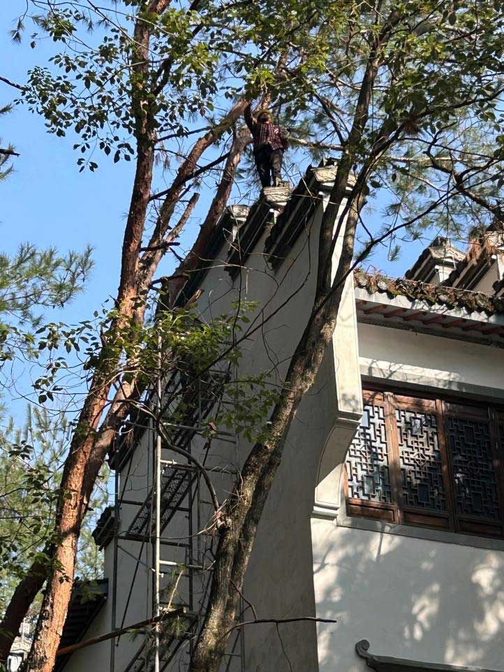 排除隱患，國(guó)資公司砍樹(shù)解民憂(yōu)